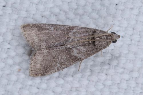 Apomyelois ceratoniae