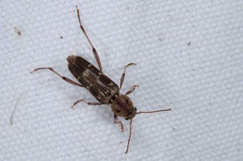 Xylotrechus stebbingi
