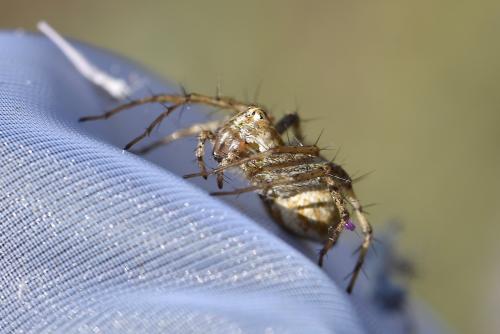 Oxyopes heterophthalmus