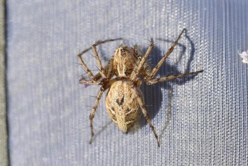 Oxyopes heterophthalmus