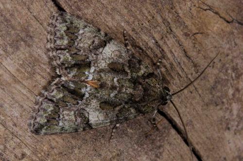 Réf. 261 501 : Polyphaenis sericata