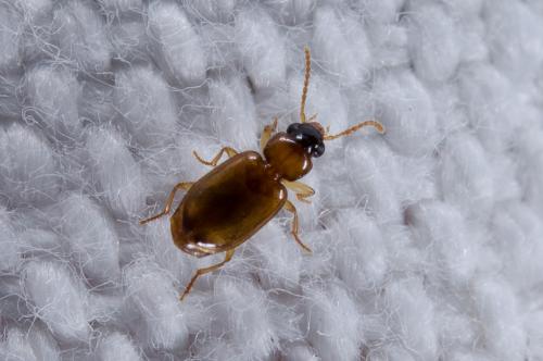 Réf. 261 518 : Perigona nigriceps