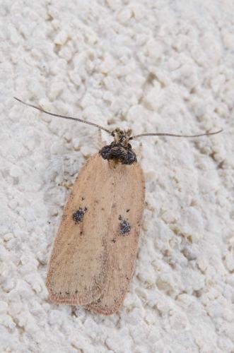 Réf. 261 516 : Agonopterix subpropinquella