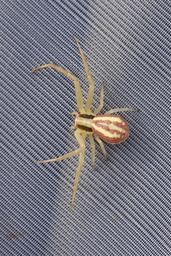 Réf. 261 379 : Runcinia grammica