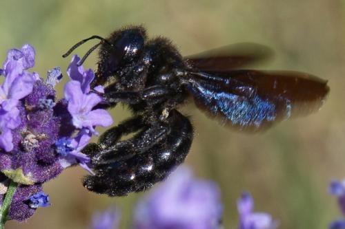 Xylocopa sp.