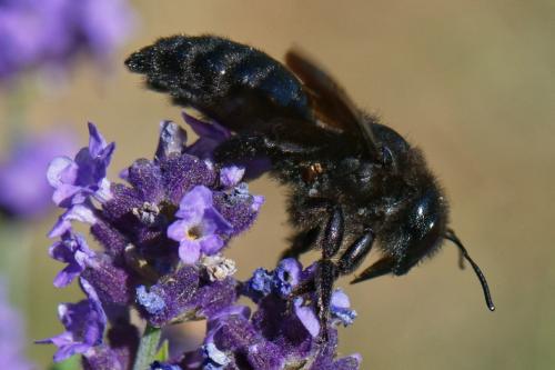 Xylocopa sp.