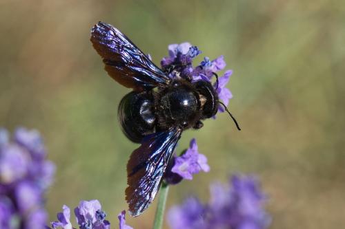 Xylocopa sp.