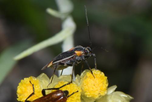 Réf. 261 052 : Capsodes flavomarginatus