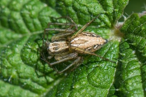 Réf. 261 536 : Oxyopes sp.