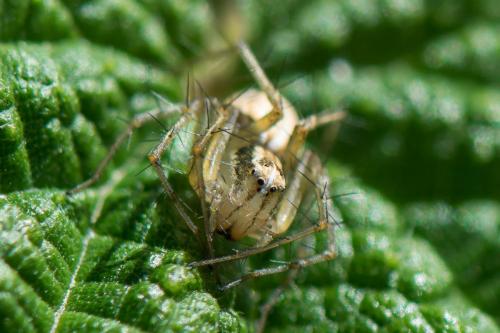 Oxyopes sp.
