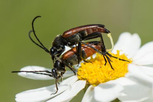 Réf. 261 843 : Stenurella bifasciata