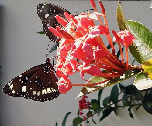 Réf. 261 336 : Euploea core corinna