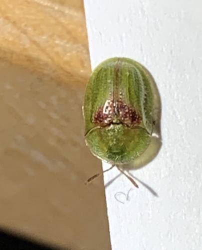 Réf. 261 079 : Cassidinae inconnu