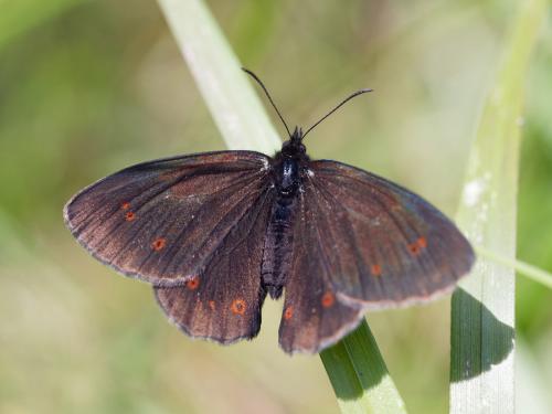 Réf. 261 028 : Erebia euryale