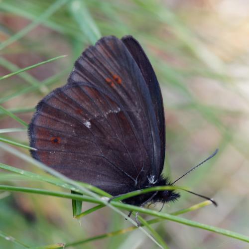Réf. 261 029 : Erebia euryale