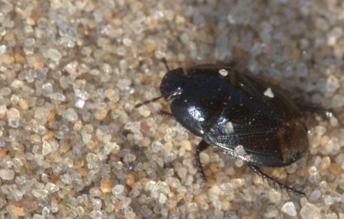 Geotomus sp.