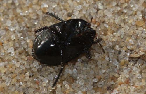 Réf. 261 598 : Geotomus sp.