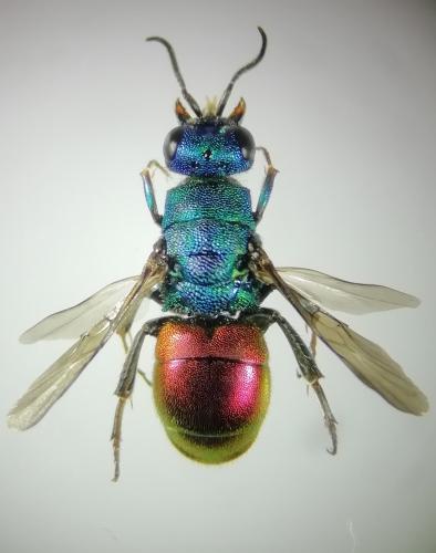 Réf. 261 276 : Hedychrum gerstaeckeri