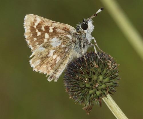 Réf. 261 213 : Spialia sertorius