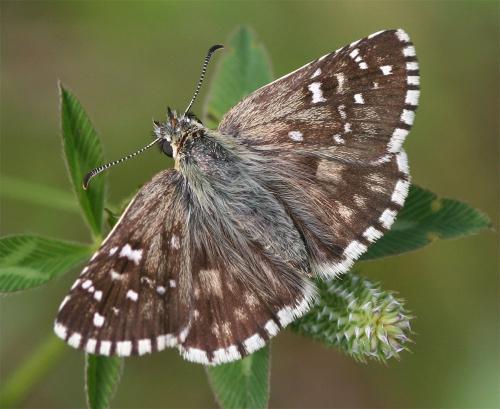 Réf. 261 228 : Pyrgus sp.