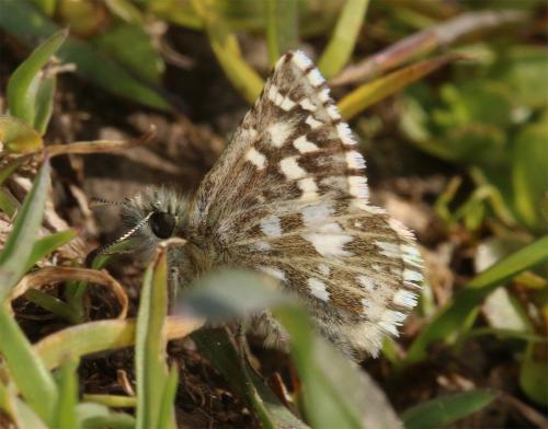 Réf. 261 689 : Pyrgus malvoides