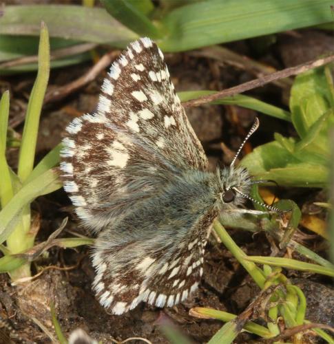 Réf. 261 690 : Pyrgus malvoides