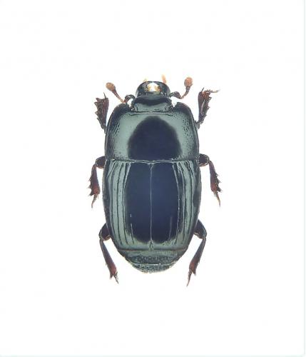 Platysoma compressum