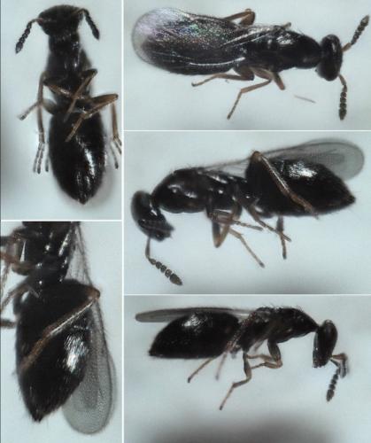 Melittobia sp.