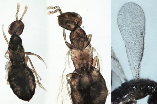 Melittobia sp.