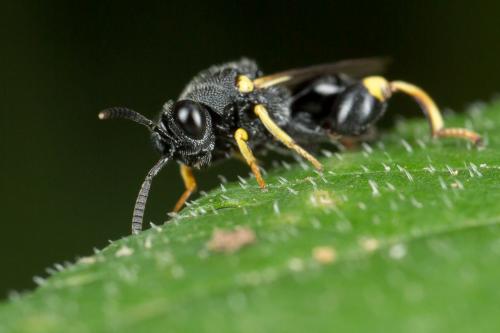 Brachymeria tibialis