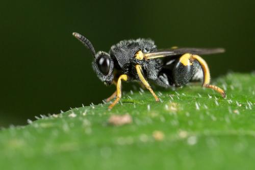 Réf. 261 313 : Brachymeria tibialis