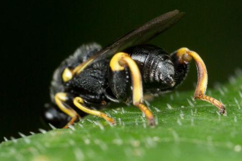 Brachymeria tibialis