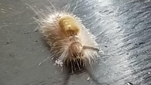 Lymantriinae