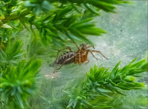 Agelena labyrinthica