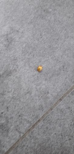Réf. 261 930 : Harmonia axyridis