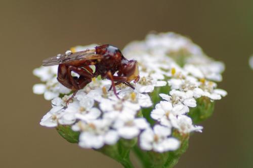 Réf. 261 756 : Sicus ferrugineus