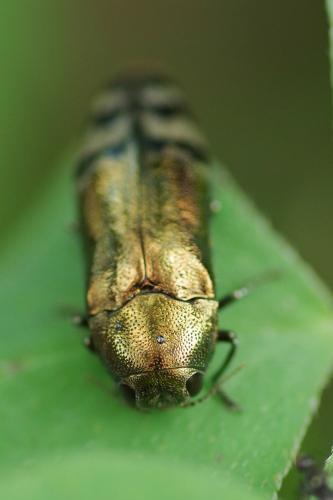 Réf. 261 856 : Coraebus fasciatus