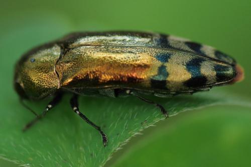 Réf. 261 855 : Coraebus fasciatus