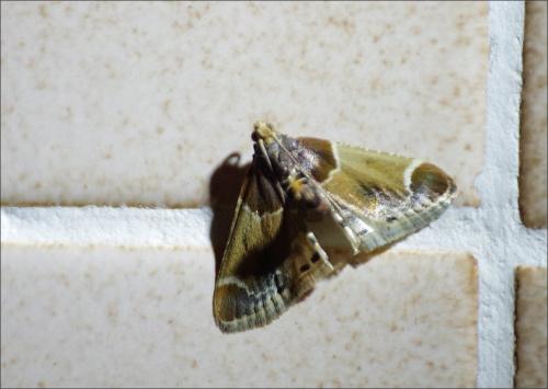 Pyralis farinalis
