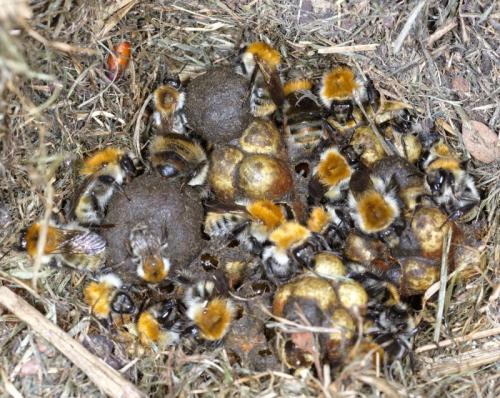 Réf. 261 219 : Bombus pascuorum
