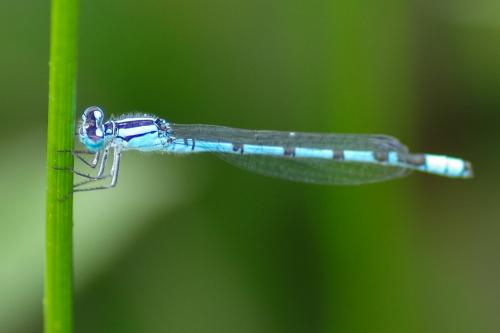 Enallagma cyathigerum