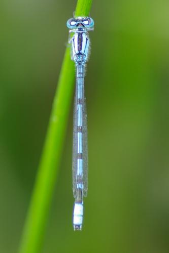 Enallagma cyathigerum