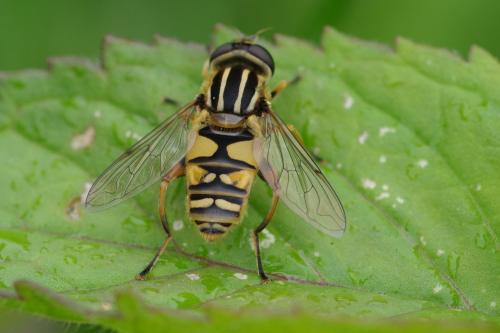 Réf. 261 255 : Helophilus pendulus
