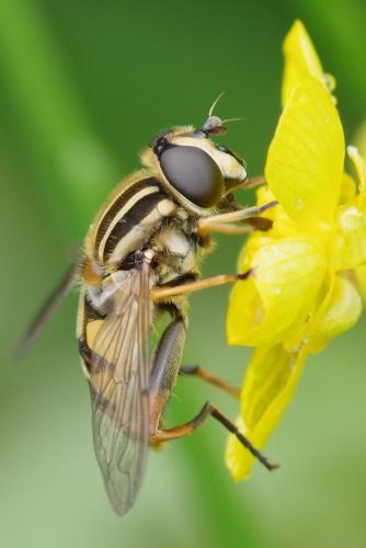 Réf. 261 256 : Helophilus pendulus