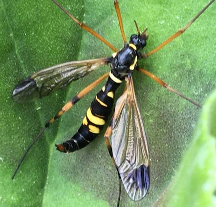 Ctenophora festiva