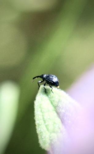 Cistapion cyanescens
