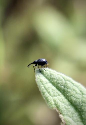 Cistapion cyanescens