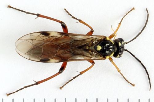 Réf. 261 911 : Tenthredopsis ornata