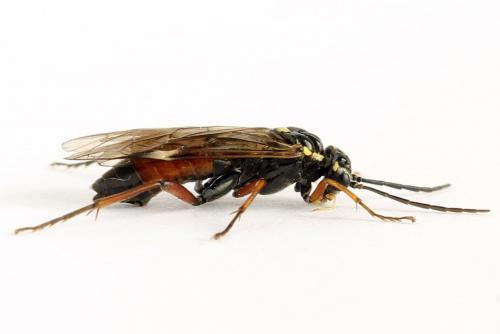 Réf. 261 912 : Tenthredopsis ornata