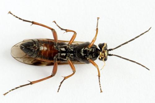Réf. 261 913 : Tenthredopsis ornata